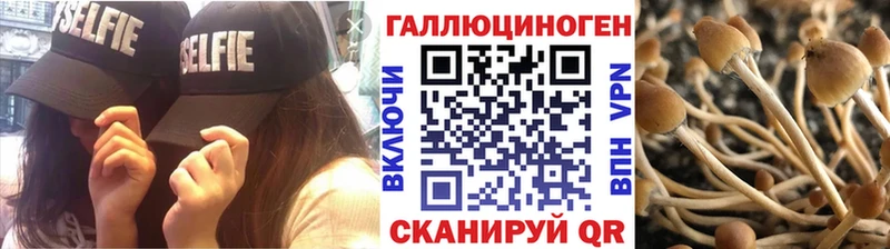 закладки  Юрьев-Польский  Псилоцибиновые грибы GOLDEN TEACHER 